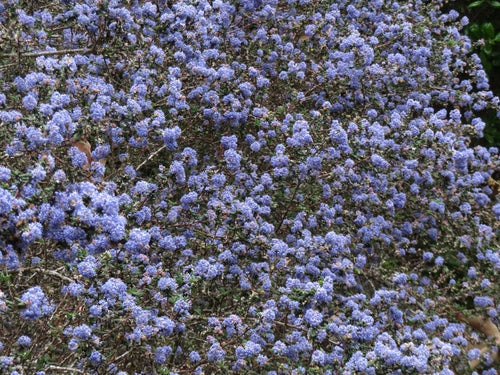Saeckelblume — foto 1 di 2
