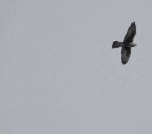 Falco sacro — foto 5 di 8