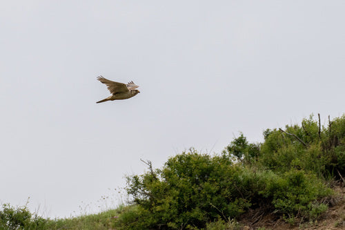 Falco sacro — foto 3 di 8