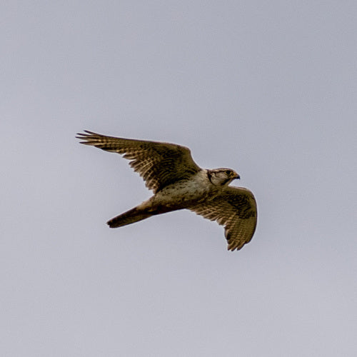 Falco sacro — foto 4 di 8