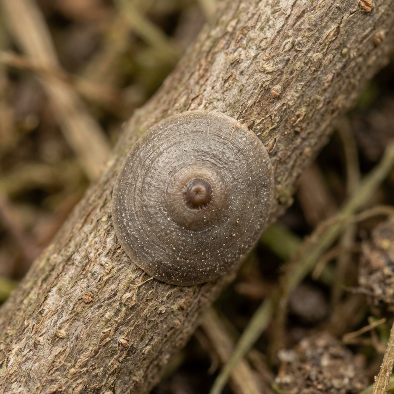 Cocciniglia di San Jose