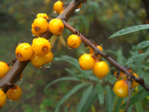 Olivello spinoso — Bild 2