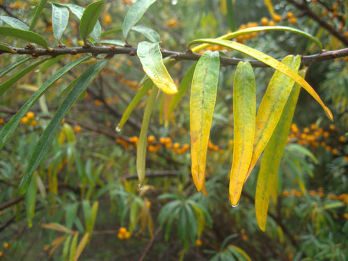 Olivello spinoso — Bild 3