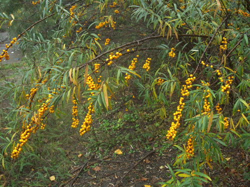 Olivello spinoso — Bild 5