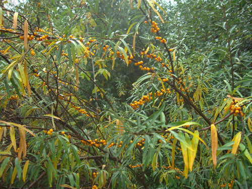 Olivello spinoso — Bild 6