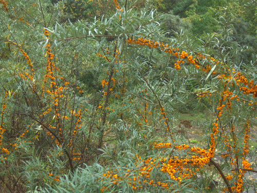 Olivello spinoso — Bild 4