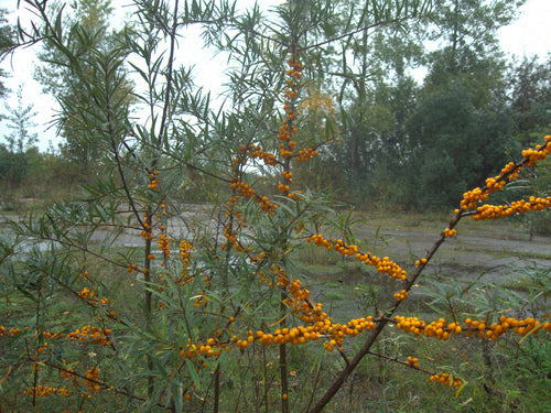 Olivello spinoso — Bild 3