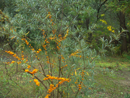 Olivello spinoso — Bild 2