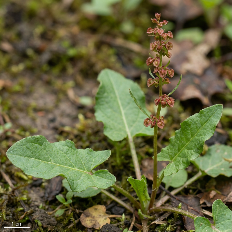 Acetosa