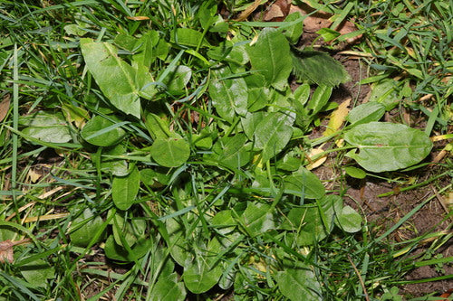 Acetosa — Bild 5