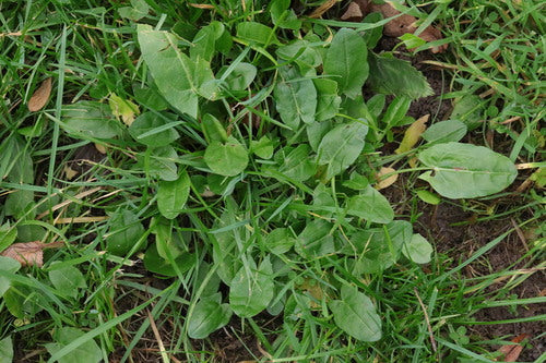 Acetosa — Bild 4