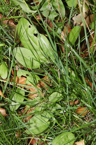 Acetosa — Bild 3