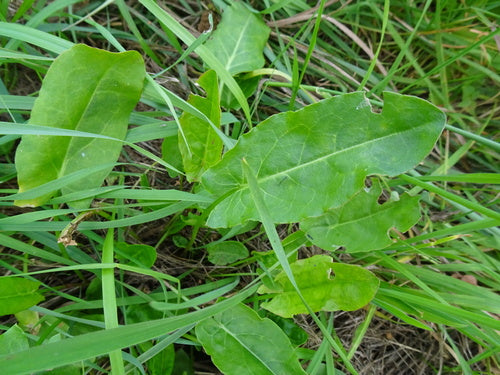 Acetosa — Bild 2