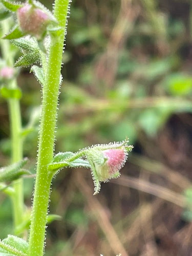 Raschiare — Bild 4