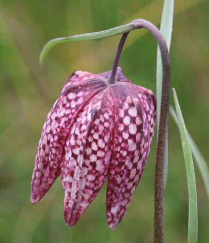 fiore a scacchiera — Bild 5