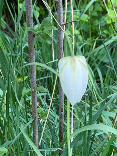 fiore a scacchiera — foto 4 di 8