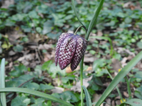 fiore a scacchiera — Bild 3
