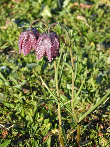 fiore a scacchiera — Bild 2