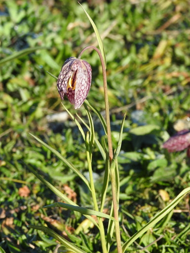 fiore a scacchiera — Bild 1