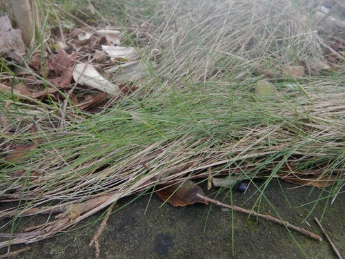 Festuca delle pecore — Bild 2