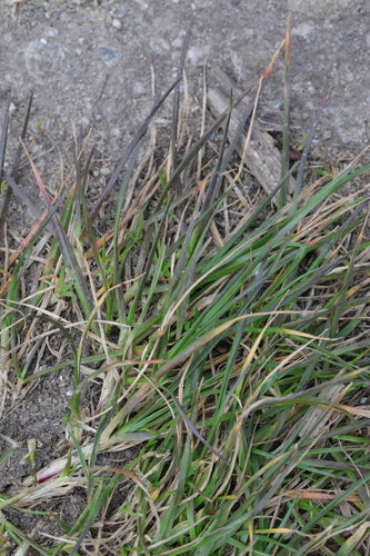 Festuca delle pecore — foto 5 di 9