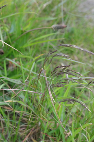 Festuca delle pecore — Bild 1