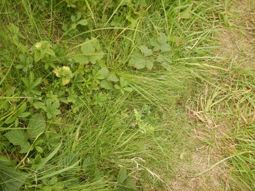 Festuca delle pecore — foto 2 di 9