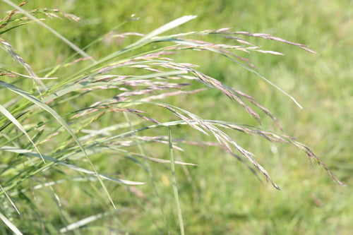 Festuca delle pecore — foto 4 di 9