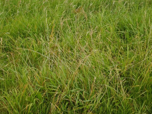 Festuca delle pecore — Bild 3