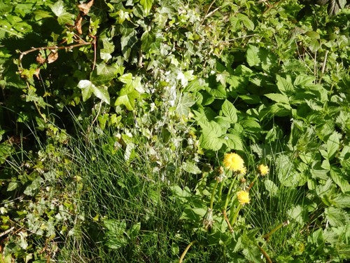 Festuca delle pecore — Bild 4