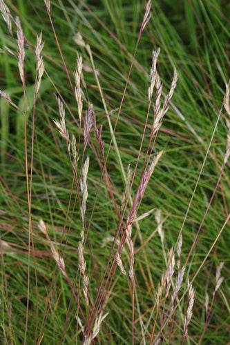 Festuca delle pecore — Bild 5