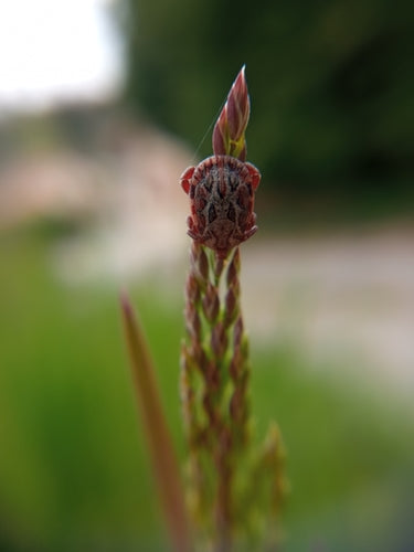 Zecca di pecora — Bild 3