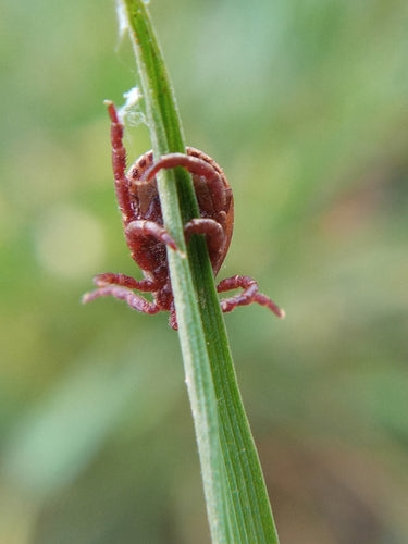 Zecca di pecora — Bild 4