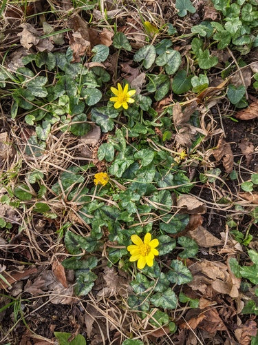 Cavolo minore — Bild 3