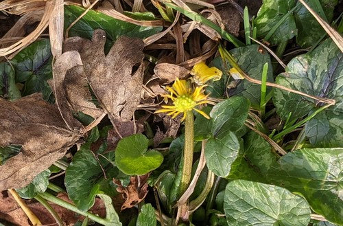 Cavolo minore — Bild 2