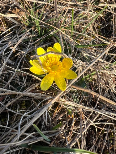 Cavolo minore — Bild 5