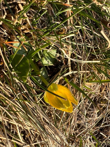 Cavolo minore — Bild 4
