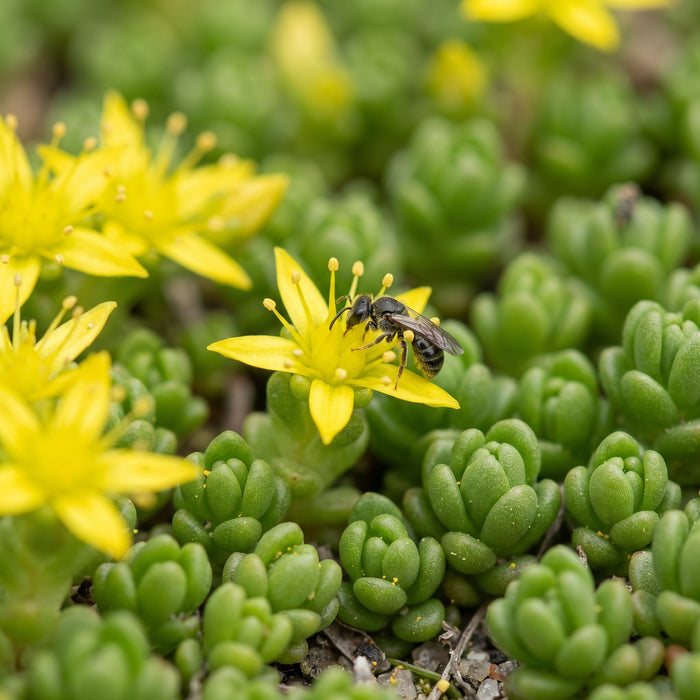 Blüte von Scharfer Mauerpfeffer (Sedum acre) in Nahaufnahme (KI-generiert)