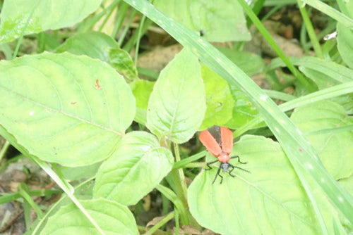 Scarabeo di fuoco scarlatto — Bild 5