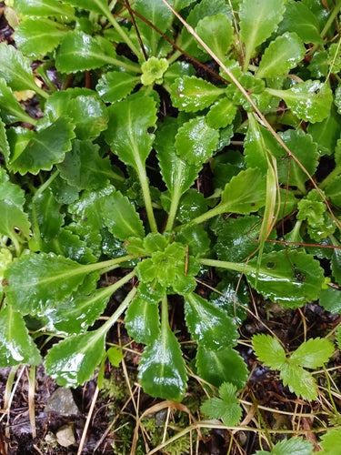 Sassifraga ombra — foto 4 di 4
