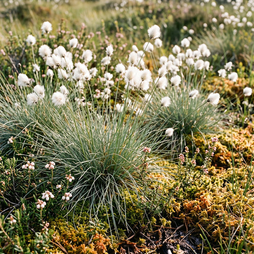 Scheidiges Wollgras (Eriophorum vaginatum) in Blüte im naturnahen Garten (KI-generiert)