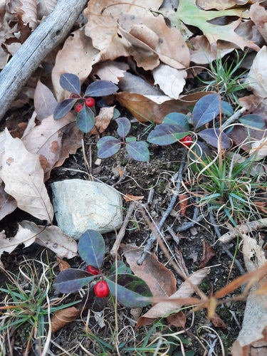 Mockberry — Bild 3