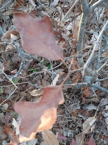 Mockberry — foto 1 di 8
