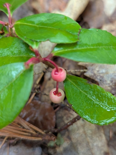 Mockberry — foto 5 di 8