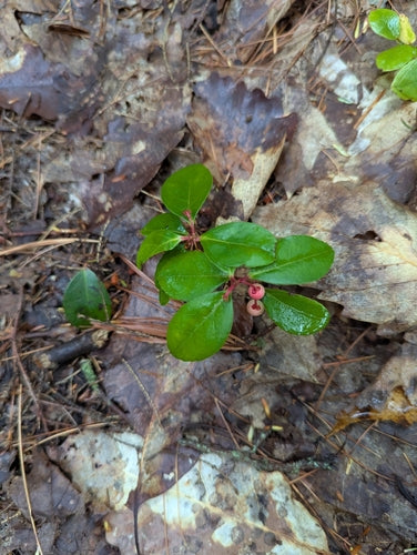 Mockberry — foto 4 di 8