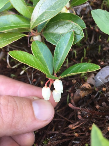 Mockberry — foto 3 di 8