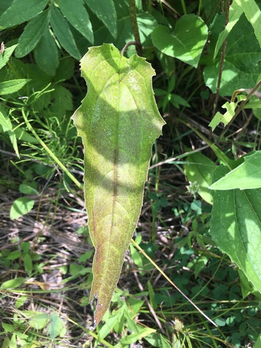 Finta coneflower — Bild 2