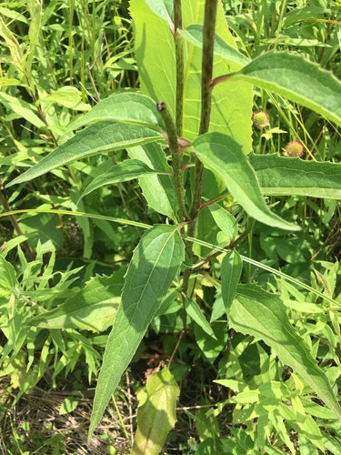Finta coneflower — Bild 3