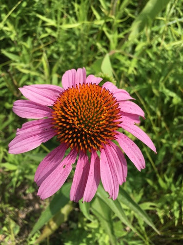 Finta coneflower — Bild 4