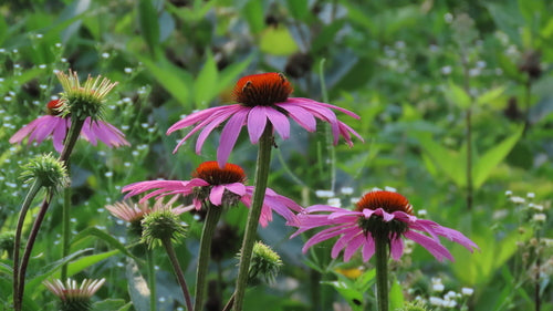 Finta coneflower — Bild 5